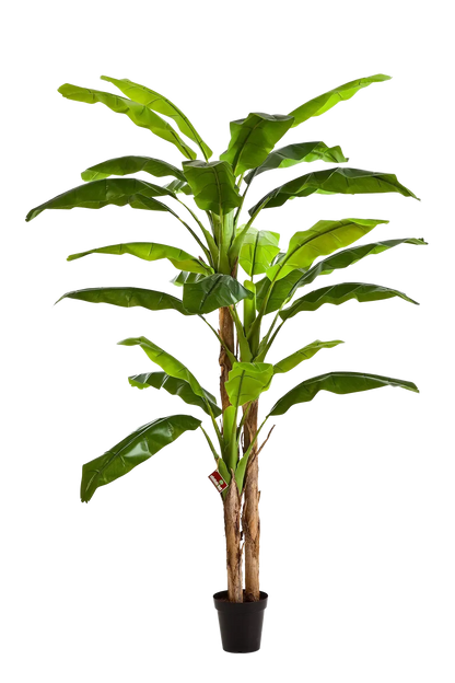 Künstlicher Bananenbaum - Pauline, 240 cm, Kunstbaum von aplanta, im schwarzen Topf, in Natur, für drinnen