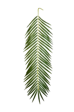 Hochwertige Kunstpalme auf transparentem Hintergrund mit echt wirkenden Kunstblättern in natürlicher Anordnung. Künstliches Phoenixpalmenblatt - Oliwia hat die Farbe Natur und ist 88 cm hoch. | aplanta Kunstpflanzen