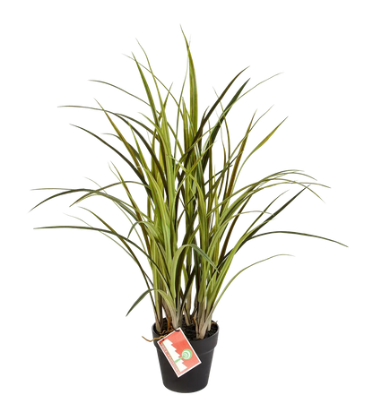 Hochwertiges Kunstgras auf transparentem Hintergrund mit echt wirkenden Kunstblättern in natürlicher Anordnung. Künstliches Grass - Oceane hat die Farbe und ist 75 cm hoch. | aplanta Kunstpflanzen