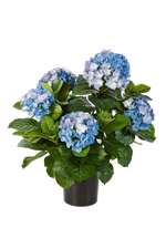 Hochwertige Hortensie künstlich auf transparentem Hintergrund mit echt wirkenden Kunstblättern in natürlicher Anordnung. Künstliche Hortensie - Naomi hat die Farbe Blau und ist 53 cm hoch. | aplanta Kunstpflanzen
