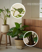 Calathea artificial - Emil | 78 cm