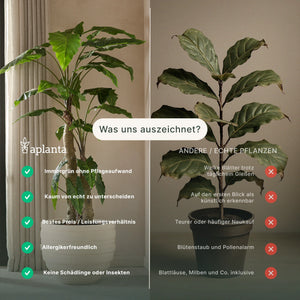 Fittonia Artificial - Fit