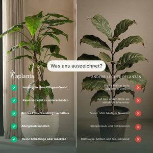Künstlicher Ficus Lyrata - Luan | 60 cm