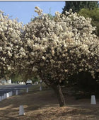 Dombeya Rotundfolia