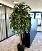 Künstlicher Ficus Retusa – Caelior | 180 cm