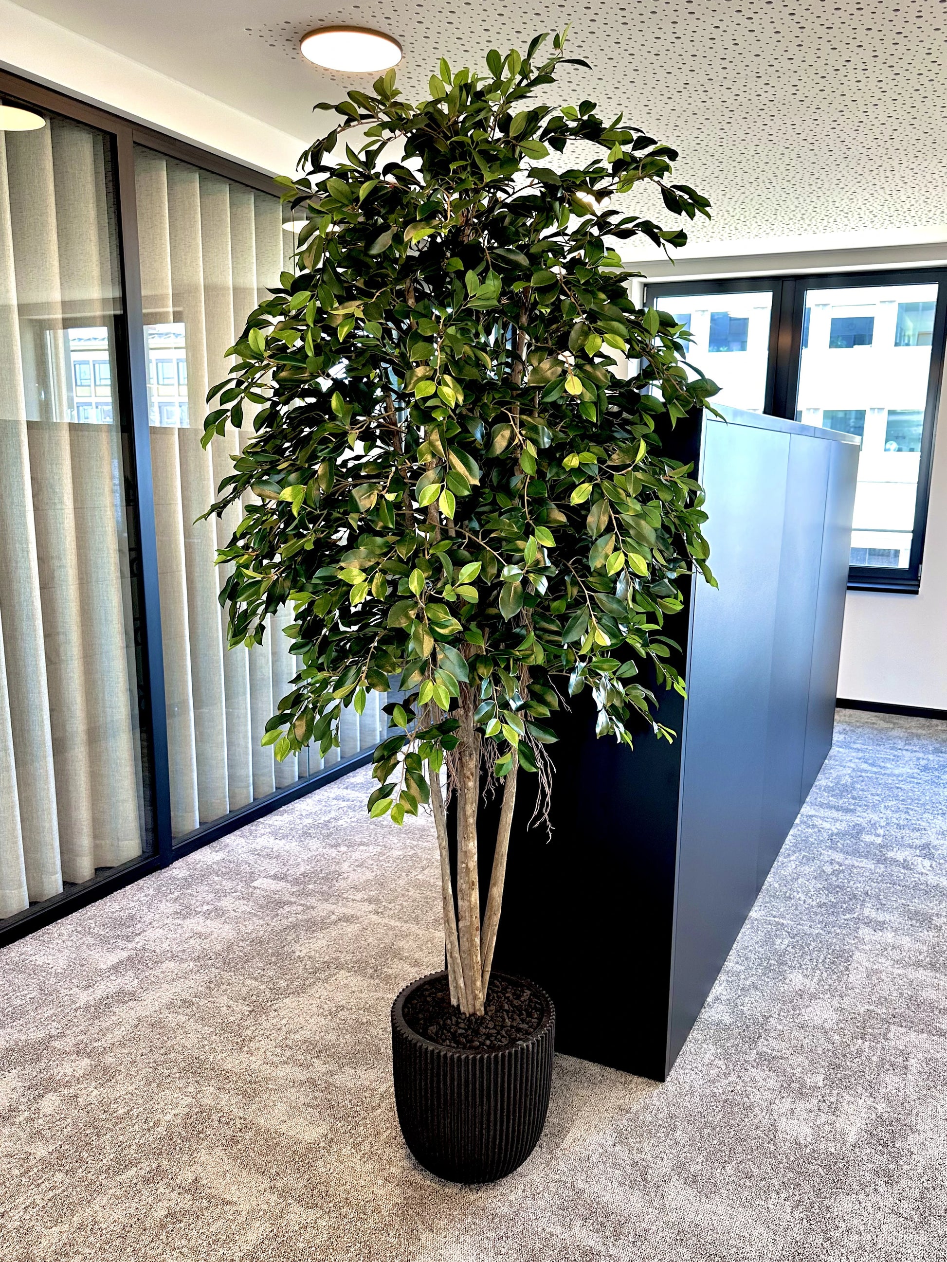 Künstlicher Ficus Retusa – Caelior | 180 cm