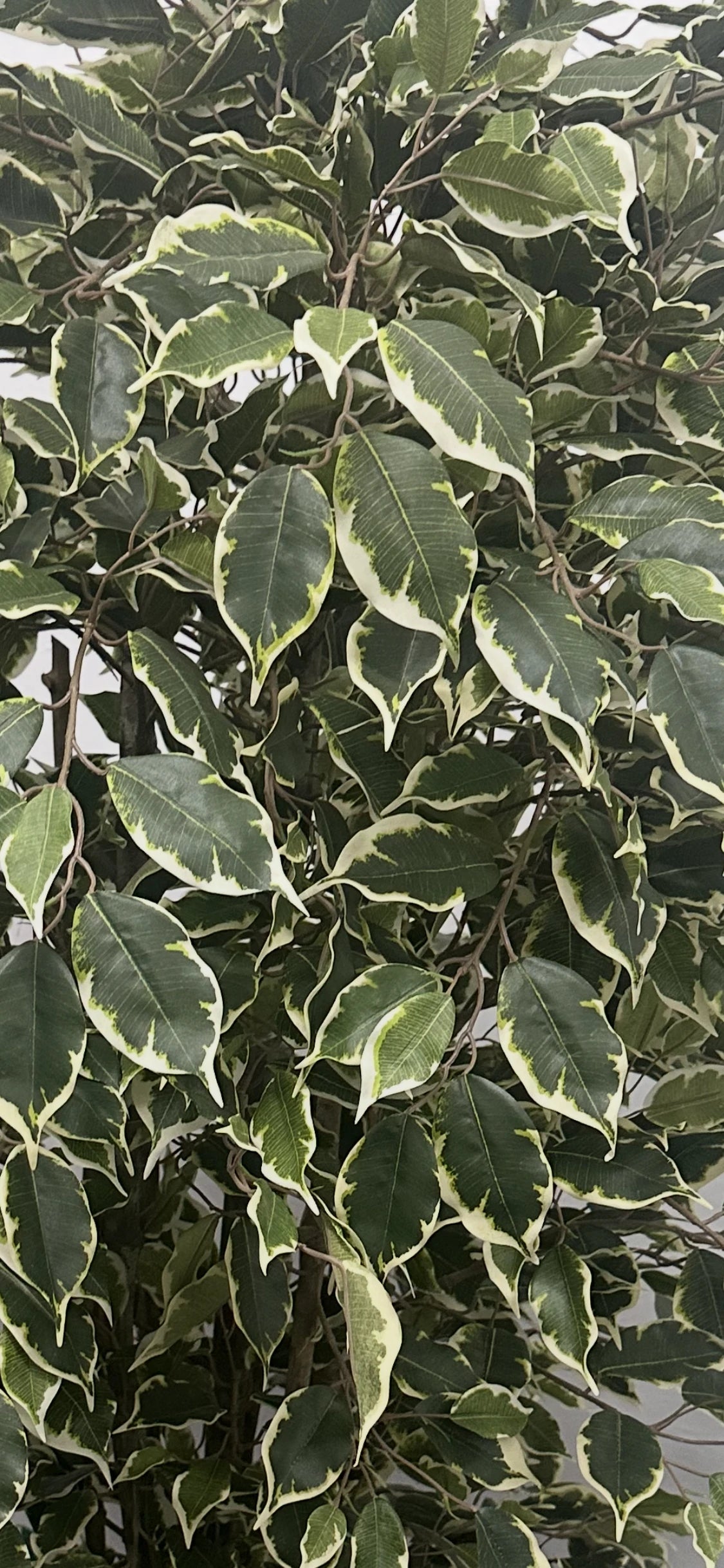 Künstlicher Ficus – Ravian | 150 cm
