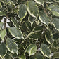 Künstlicher Ficus - Ravian, 180 cm, Kunstbaum von aplanta, mit Echtholzstamm, inkl. Startertopf, in Natur, für drinnen