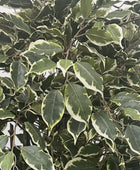 Künstlicher Ficus – Ravian | 180 cm