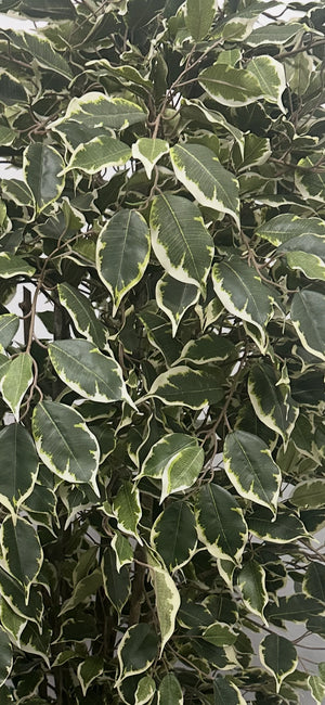 Künstlicher Ficus – Ravian | 180 cm