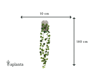 Künstliche Efeu Girlande - Joline | 180 cm