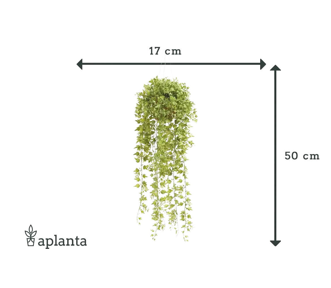 Künstliche Hänge-Efeu - Kathrin | 50 cm im Topf