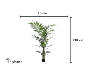 Künstliche Kentia Palme - Nathalie | 210 cm