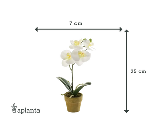 Künstliche Orchidee - Louisa | 25 cm