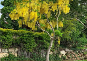 Cassia Fistula - Rain Shower Tree