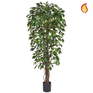 Künstlicher Ficus - Annika | 180 cm