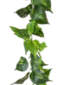 Künstliche Pothos Girlande - Christian | 220 cm
