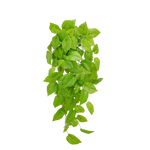 Künstlicher Pothos - Sky, 83 cm, Kunstpflanze von aplanta, feuerhemmend, B1-zertifiziert, Steckpflanze, in Grün, für drinnen