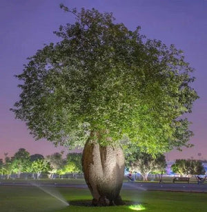 Silk Floss Tree