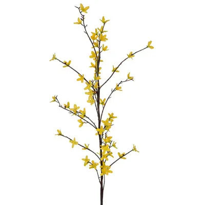 Cassia Fistula - Rain Shower Tree