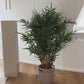 Bambu artificial de luxo - Marleen | 125 cm