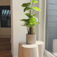 Filodendro artificial - Phoebe | 80 cm