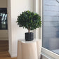 Loureiro artificial - Rosa | 55 cm
