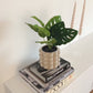 Monstera artificial - Jonah | 30 cm