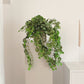 Saxifrage artificial - Emanuel