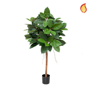 Ficus Elastica 90 cm
