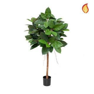 Ficus Elastica 90 cm
