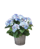 Künstliche Hortensie - Levi auf transparentem Hintergrund mit echt wirkenden Kunstblättern. Diese Kunstpflanze gehört zur Gattung/Familie der 