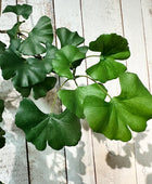 Künstlicher Gingko-Zweig - Gabriele | 60 cm | Kunstpflanze von aplanta