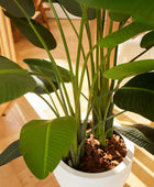 Strelitzia artificial - Josephine | 230 cm