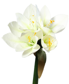 Künstliche Amaryllis - Jovie auf transparentem Hintergrund mit echt wirkenden Kunstblättern in natürlicher Anordnung. Künstliche Amaryllis - Jovie hat die Farbe Natur und ist 30 cm hoch. | aplanta Kunstpflanzen