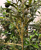 Künstlicher Olivenbaum - Ian | 120 cm | Kunstbaum von aplanta