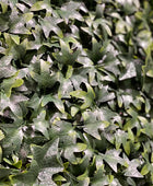 Künstliche Efeu Matte - Peer | 50x50 cm | Kunstpflanze von aplanta