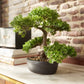 Künstlicher Ficus Bonsai - Yui, 32 cm, Kunstpflanze von aplanta, inkl. Dekotopf, in Natur, für drinnen