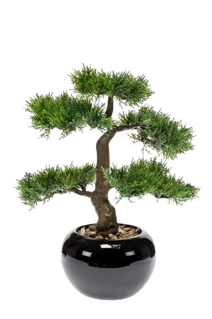 Hochwertiger Kunstbonsai auf transparentem Hintergrund mit echt wirkenden Kunstblättern in natürlicher Anordnung. Künstlicher Zeder Bonsai - Miyu hat die Farbe Natur und ist 32 cm hoch. | aplanta Kunstpflanzen