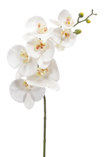 Hochwertige Orchidee künstlich auf transparentem Hintergrund mit echt wirkenden Kunstblättern in natürlicher Anordnung. Künstliche Orchidee - Cattley hat die Farbe Natur und ist 83 cm hoch. | aplanta Kunstpflanzen