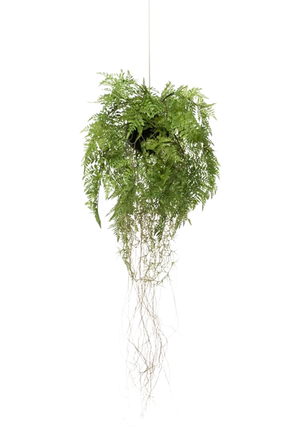Künstlicher Hänge-Farn - Jolie, 35 cm, Kunstpflanze von aplanta, in Natur, für drinnen