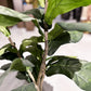 Künstlicher Ficus Lyrata - Mona, 90 cm, Kunstbaum von aplanta, im schwarzen Topf, in Natur, für drinnen