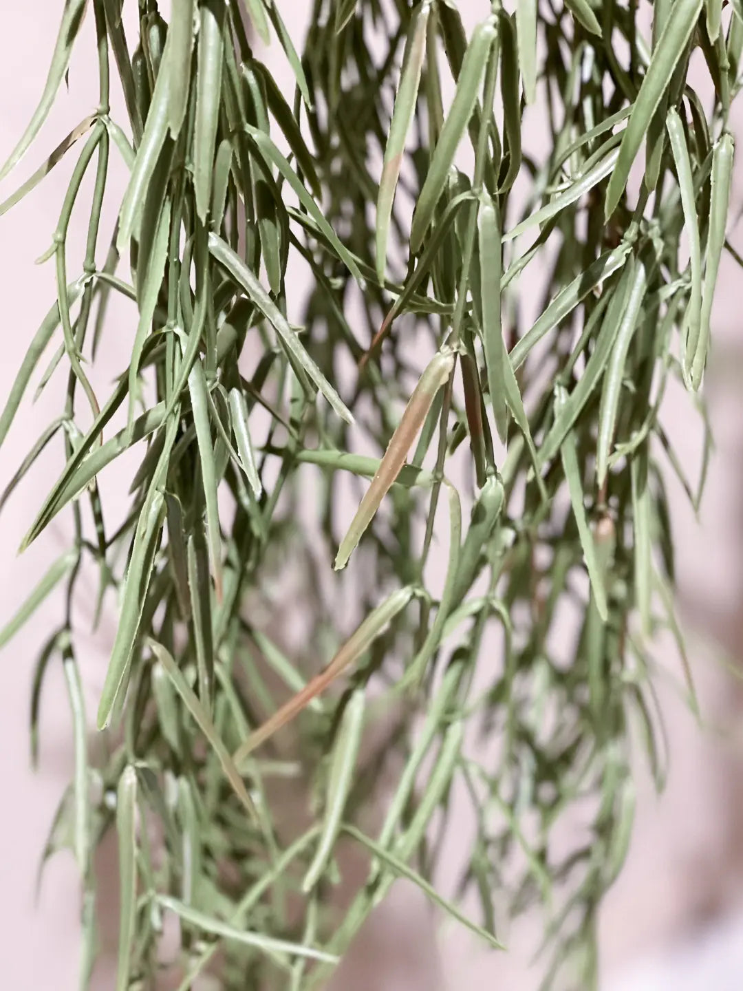 Künstliche Hänge-Hoya - Kurt, 80 cm, Kunstpflanze von aplanta, in Grün, für drinnen