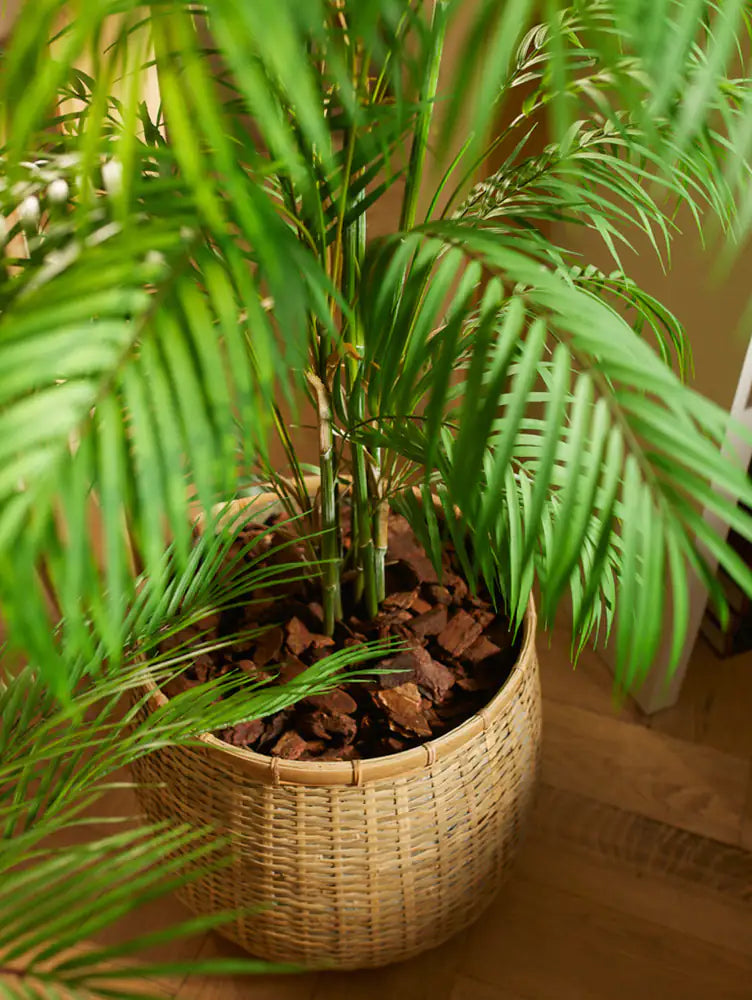 Palmeira artificial da montanha - Nadine | 120 cm