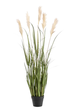 Hochwertiges Pampasgras künstlich auf transparentem Hintergrund mit echt wirkenden Kunstblättern in natürlicher Anordnung. Künstliches Pampasgras - Luis hat die Farbe Grün und ist 130 cm hoch. | aplanta Kunstpflanzen
