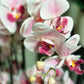 Künstliche Orchidee - Leo | 100 cm | Kunstblume von aplanta