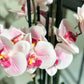 Künstliche Orchidee - Leo | 100 cm | Kunstblume von aplanta