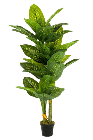 Künstliche Dieffenbachia - Milena auf transparentem Hintergrund mit echt wirkenden Kunstblättern. Diese Kunstpflanze gehört zur Gattung/Familie der "Dieffenbachien" bzw. "Kunst-Dieffenbachien".