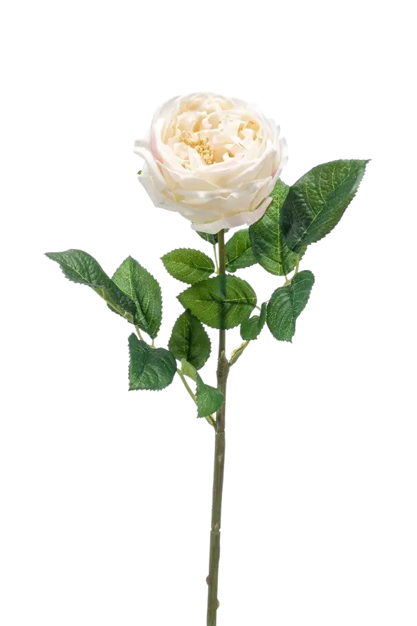 Hochwertige Hortensie künstlich auf transparentem Hintergrund mit echt wirkenden Kunstblättern in natürlicher Anordnung. Künstliche Rose - Miranda hat die Farbe Creme und ist 60 cm hoch. | aplanta Kunstpflanzen