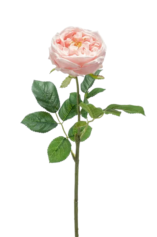 Hochwertige Hortensie künstlich auf transparentem Hintergrund mit echt wirkenden Kunstblättern in natürlicher Anordnung. Künstliche Rose - Samantha hat die Farbe Pfirsich und ist 60 cm hoch. | aplanta Kunstpflanzen